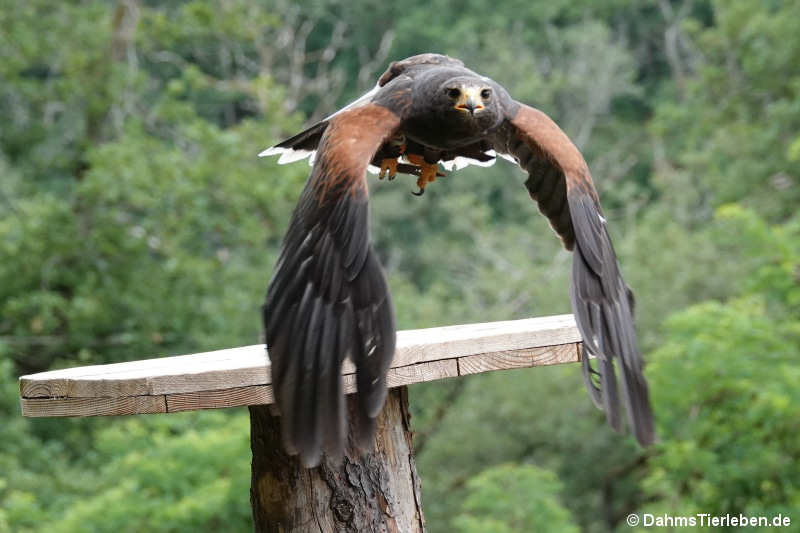 Wüstenbussard Parabuteo unicinctus-3