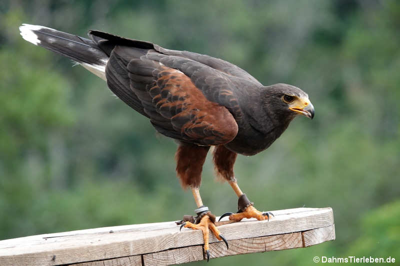 Wüstenbussard Parabuteo unicinctus-1