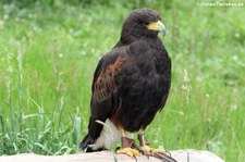 Wüstenbussard (Parabuteo unicinctus) im Greifvogelpark Saarburg