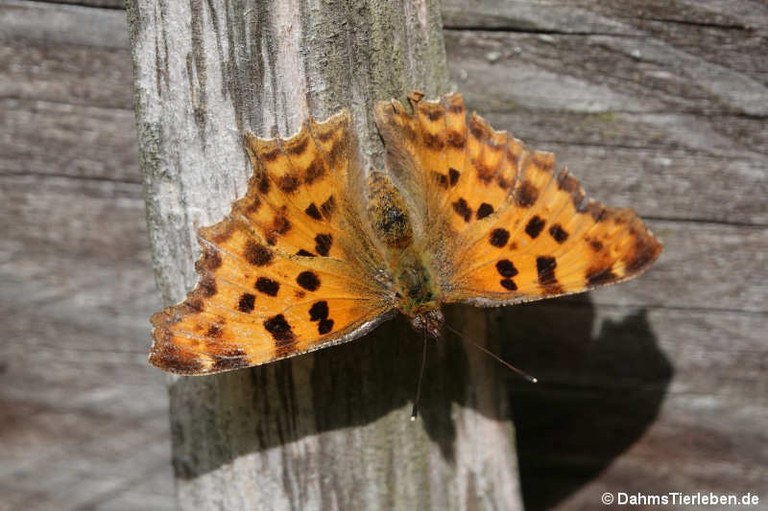 Polygonia c-album