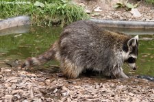 Nordamerikanischer Waschbär (Procyon lotor) im Greifvogelpark Saarburg