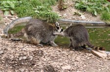 Nordamerikanische Waschbären (Procyon lotor) im Greifvogelpark Saarburg