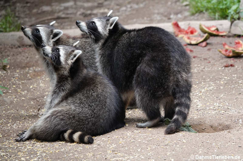 Nordamerikanische Waschbären Procyon lotor-5