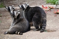 Nordamerikanische Waschbären (Procyon lotor) im Greifvogelpark Saarburg