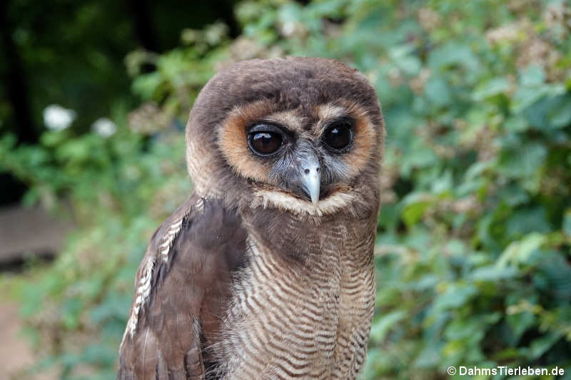 Strix leptogrammica-3