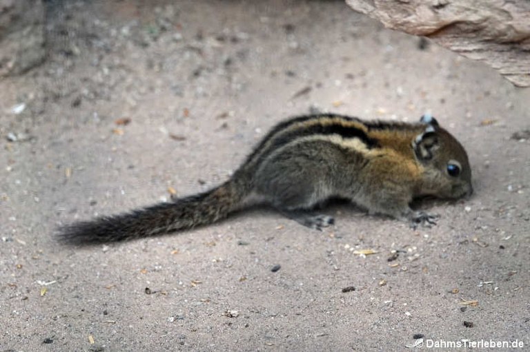Tamiops swinhoei