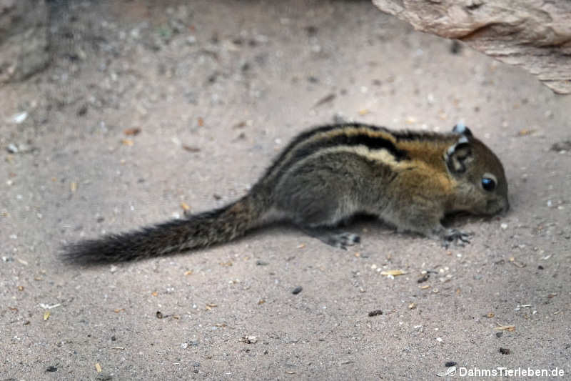 Tamiops swinhoei