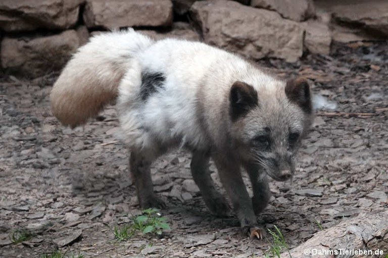 Vulpes lagopus