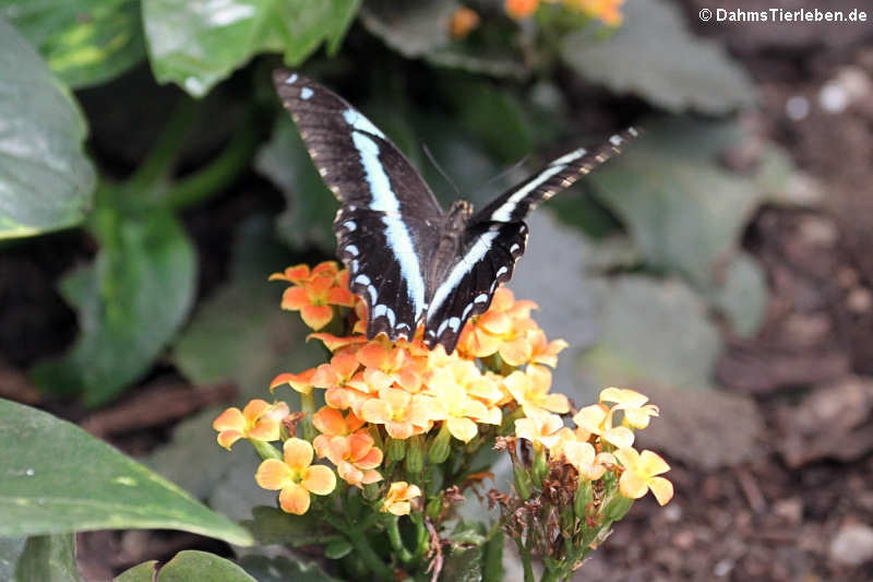 Blaugestreifter Schwalbenschwanz (Papilio nireus)