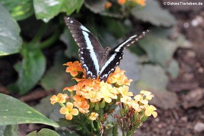 Blaugestreifter Schwalbenschwanz (Papilio nireus)
