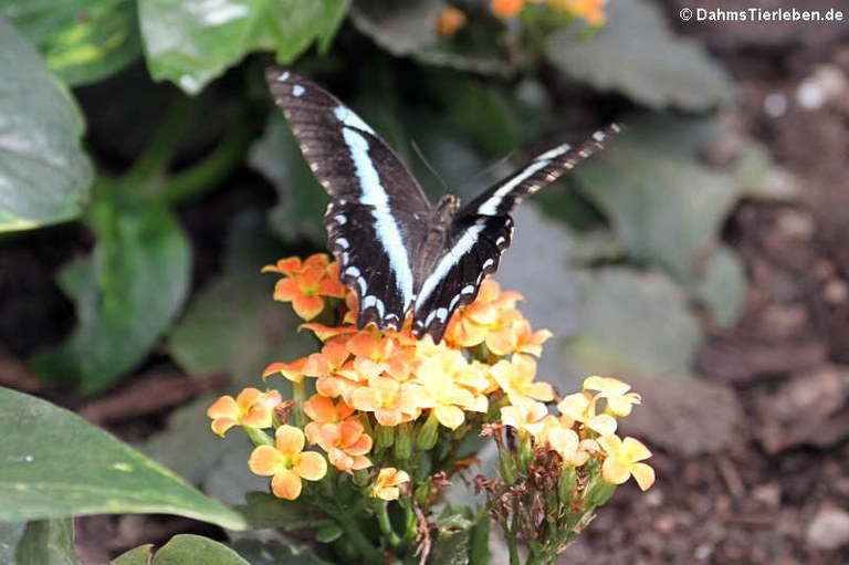 Papilio nireus