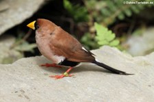 Maskenamadine (Poephila personata) im Garten der Schmetterlinge, Sayn