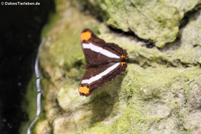 Adelpha fessonia