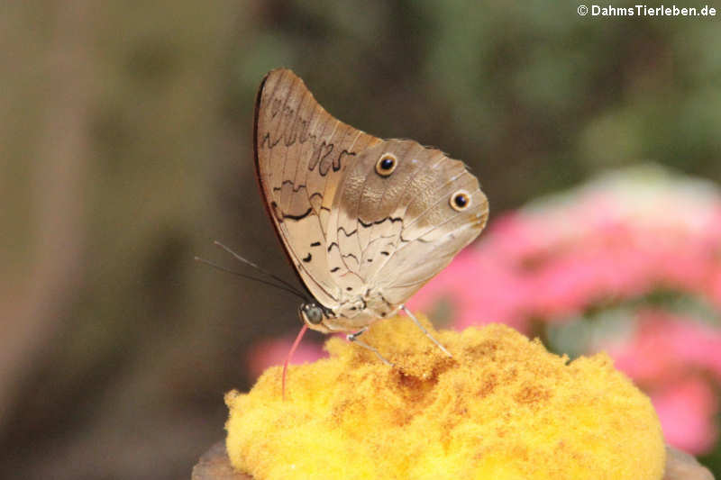 Blauer Schuhmacher (Archaeoprepona demophon)