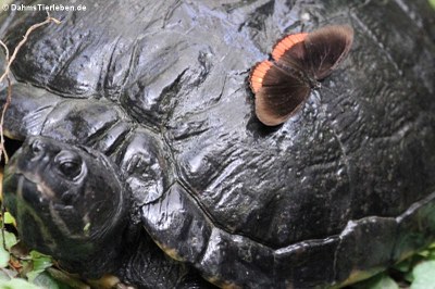 Schmetterling auf einer Schildkröte