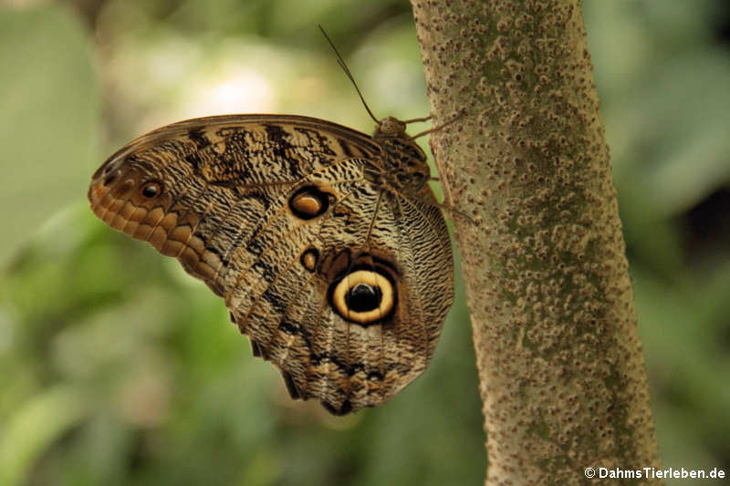 Bananenfalter (Caligo telamonius memnon)