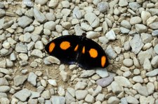 Oranger Fleckfalter (Catonephele numilia) im Garten der Schmetterlinge, Sayn