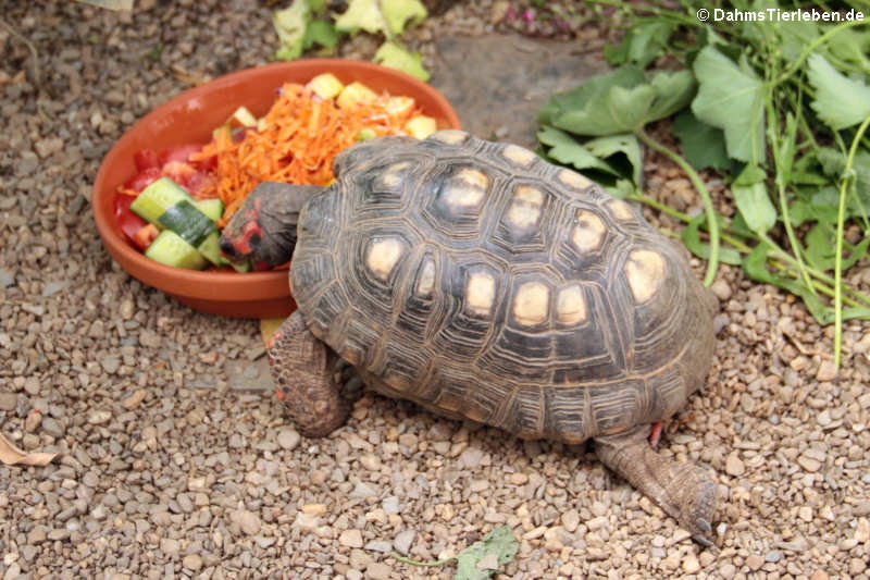 Köhlerschildkröte (Chelonoidis carbonarius)