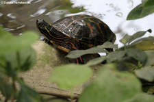 Südliche Zierschildkröte oder Rückenstreifen-Zierschildkröte (Chrysemys picta dorsalis) im Garten der Schmetterlinge, Sayn