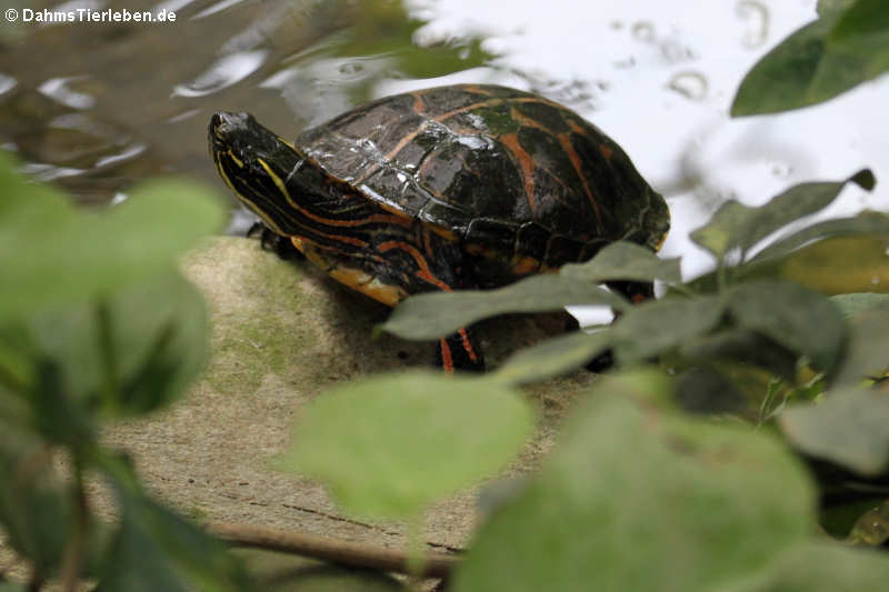 Südliche Zierschildkröte (Chrysemys picta dorsalis)