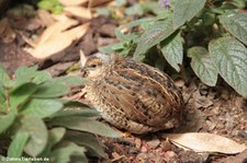 Zwergwachtel (Synoicus chinensis) im Garten der Schmetterlinge im Schlosspark von Sayn