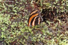 Passionsfalter (Dryadula phaetusa) im Garten der Schmetterlinge, Schlosspark von Sayn