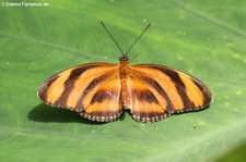 Passionsfalter (Dryadula phaetusa) im Garten der Schmetterlinge, Schlosspark von Sayn