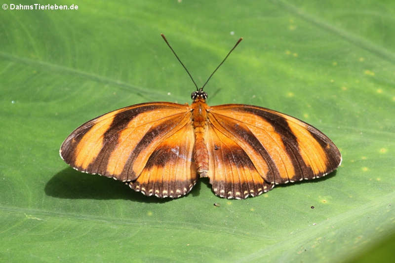 Passionsfalter (Dryadula phaetusa)