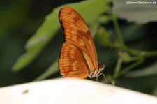 Julia Falter (Dryas iulia) im Garten der Schmetterlinge im Schlosspark von Sayn