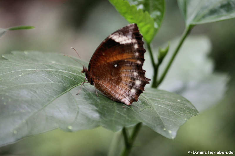 Palmenfalter (Elymnias hypermnestra)