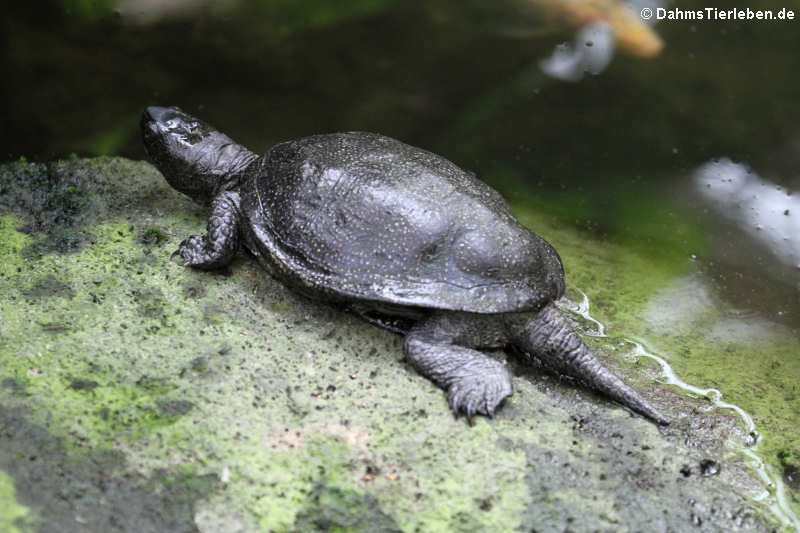 Europäische Sumpfschildkröte (Emys orbicularis)