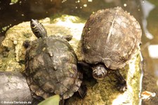 Mississippi-Höckerschildkröte (Graptemys pseudogeographica kohnii) im Garten der Schmetterlinge im Schlosspark von Sayn