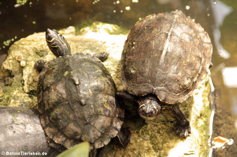 Mississippi-Höckerschildkröte (Graptemys pseudogeographica kohnii)