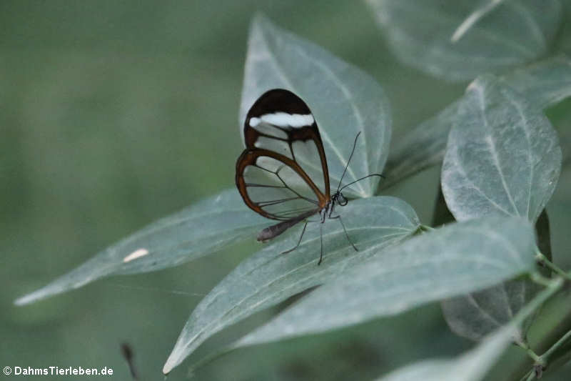 Glasflügelfalter(Greta morgane oto)