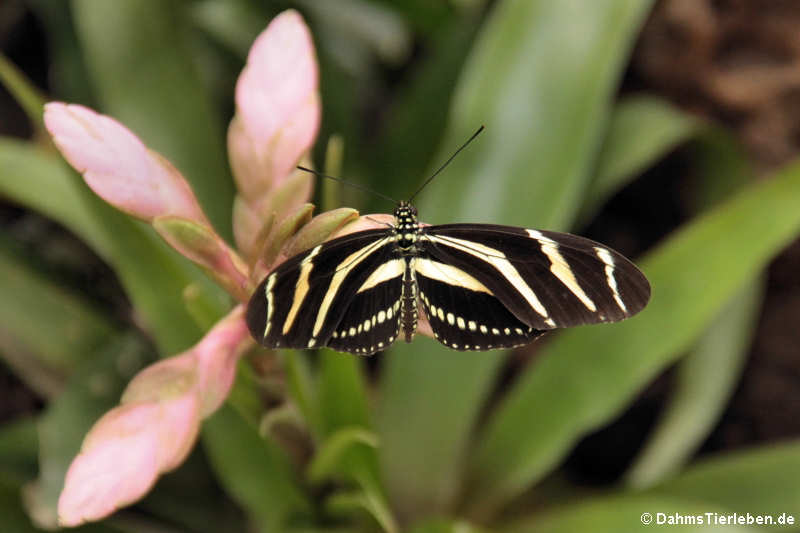 Zebrafalter (Heliconius charitonius)