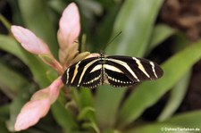 Zebrafalter (Heliconius charitonius) im Garten der Schmetterlinge im Schlosspark von Sayn