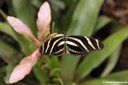 Heliconius charitonius