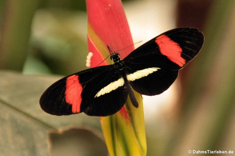 Heliconius erato