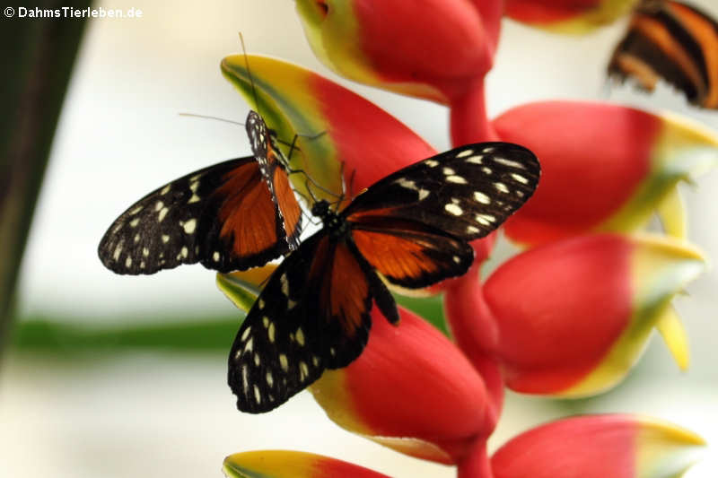 Tiger-Passionsblumenfalter (Heliconius hecale)