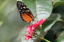 Tiger-Passionsblumenfalter (Heliconius hecale) im Garten der Schmetterlinge, Sayn