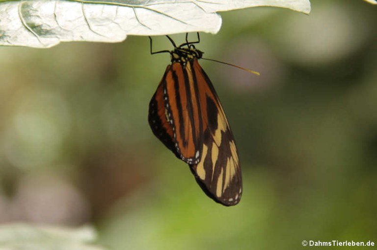 Heliconius ismenius