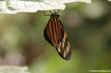 Getigerter Passionsfalter (Heliconius ismenius) im Garten der Schmetterlinge im Schlosspark von Sayn