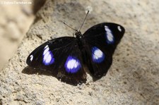 männliche Große Eierfliege (Hypolimnas bolina) im Garten der Schmetterlinge in Bendorf-Sayn