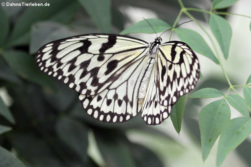 Weiße Baumnymphe (Idea leuconoe)