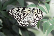 Weiße Baumnymphe (Idea leuconoe) im Garten der Schmetterlinge, Sayn