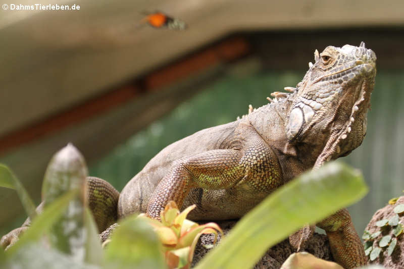 Grüner Leguan (Iguana iguana)