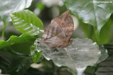 Indischer Blattschmetterling (Kallima paralekta) im Garten der Schmetterlinge, Sayn