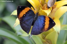 Indischer Blattschmetterling (Kallima paralekta) im Garten der Schmetterlinge, Sayn