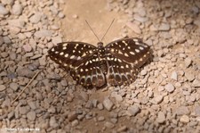 weiblicher Erzherzog (Lexias dirtea) im Garten der Schmetterlinge im Schlosspark von Sayn