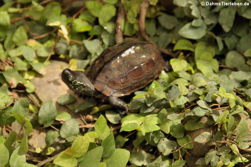 Chinesische Dreikielschildkröte (Mauremys reevesii)